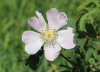 Heckenrose Heckenrose