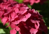 Hortensie