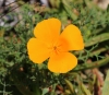 Kalifornischer Mohn