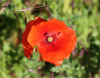 Klatschmohn