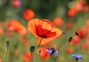 Klatschmohn