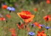 Klatschmohn
