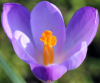 Krokus Krokus