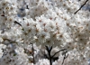 Kirschblüte