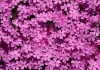 Polster-Phlox