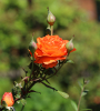 Rose Rose