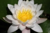 Seerose