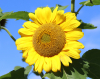 Sonnenblume