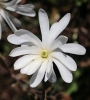 Stern-Magnolie