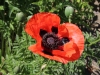 Türkische Mohn