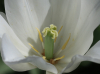 Lilienblütige Tulpe