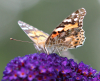Distelfalter Distelfalter