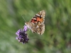 Distelfalter Distelfalter