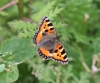 Kleiner Fuchs