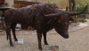 Alotofbull Alotofbull