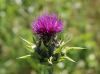 Mariendistel Mariendistel