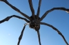 Maman Maman