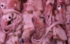 Tintenfisch