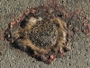 Platsch