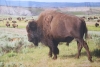 Buffalo