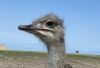 Afrikanischer Strauß