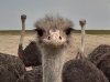 Afrikanischer Strauß