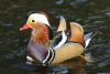 Mandarinente