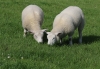 Texelschaf