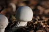 Champignon