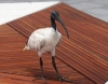 Australibis Australibis