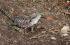 Australische Wasseragame
