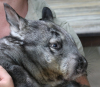 Wombats Wombats