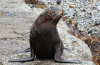 Neuseeländischer Seebär Neuseeländischer Seebär