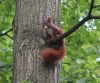 Eurasisches Eichhörnchen