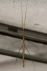 Stabheuschrecke
