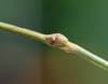 Stabheuschrecke Stabheuschrecke