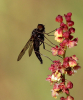 Märzfliege