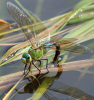 Große Königslibelle