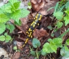 Feuersalamander