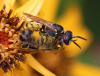 Bienenwolf Bienenwolf