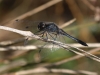 Schwarze Heidelibelle