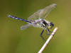Schwarze Heidelibelle Schwarze Heidelibelle