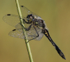 Schwarze Heidelibelle Schwarze Heidelibelle