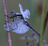 Schwarze Heidelibelle