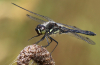 Schwarze Heidelibelle Schwarze Heidelibelle