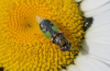 Grüne Waffenfliege Grüne Waffenfliege