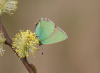 Grüner Zipfelfalter