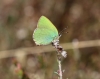 Grüner Zipfelfalter