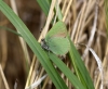 Grüner Zipfelfalter