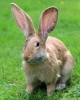 Kaninchen
